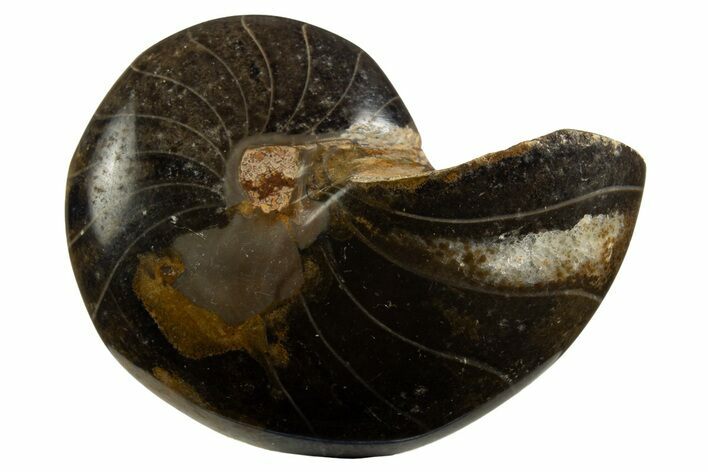 Polished Fossil Nautilus (Cymatoceras) - Unusual Black Color! #329250